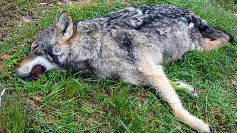 Drôme : un louvetier abat un loup en train d’attaquer un troupeau