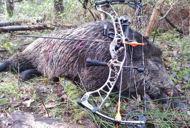 Sanglier : une flèche est-elle vraiment efficace ?