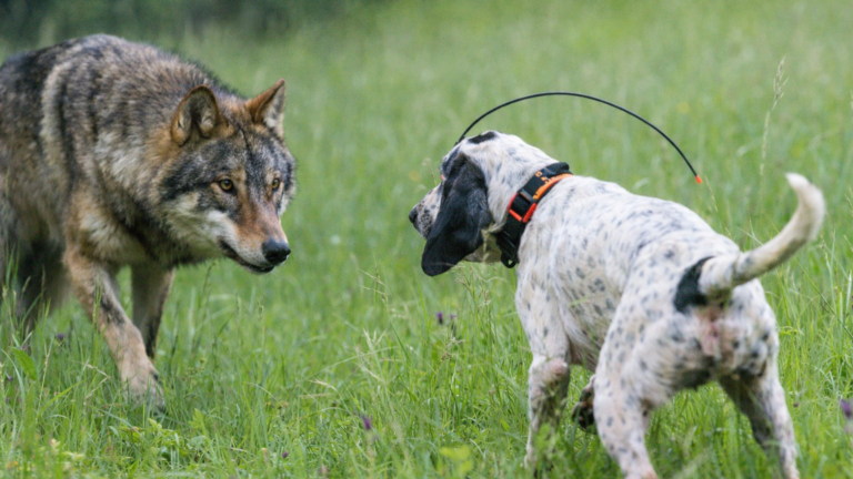 Un loup tue un chien courant en pleine battue au sanglier dans la Drôme