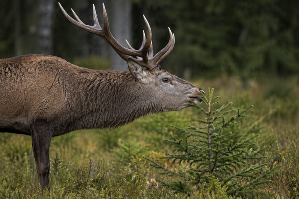 Abroutissement par un cerf