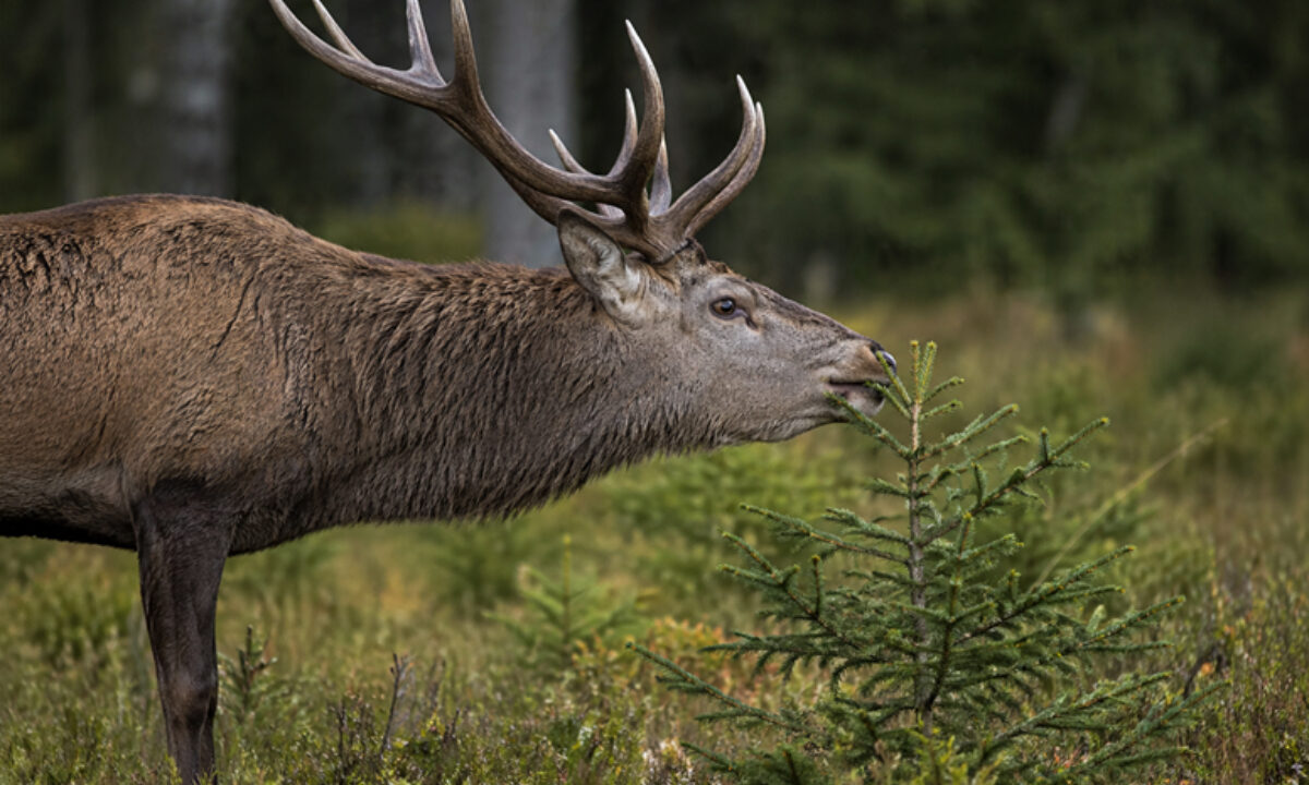 Abroutissement par un cerf