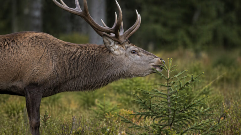 Pyrénées : chasseurs et forestiers unis face à la pression des cervidés