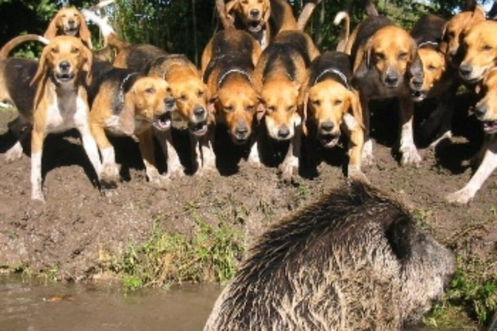 Beagles au ferme sur sanglier