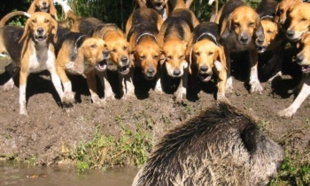 Beagles au ferme sur sanglier
