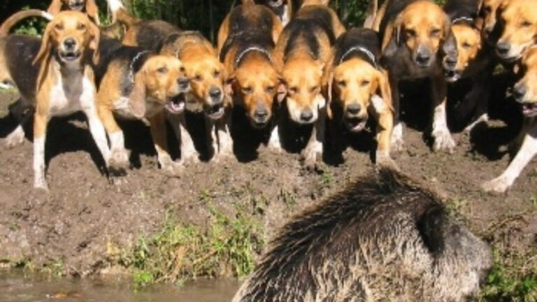 Sangliers en Bretagne: au cœur de la traque avec une meute de beagles survoltés !