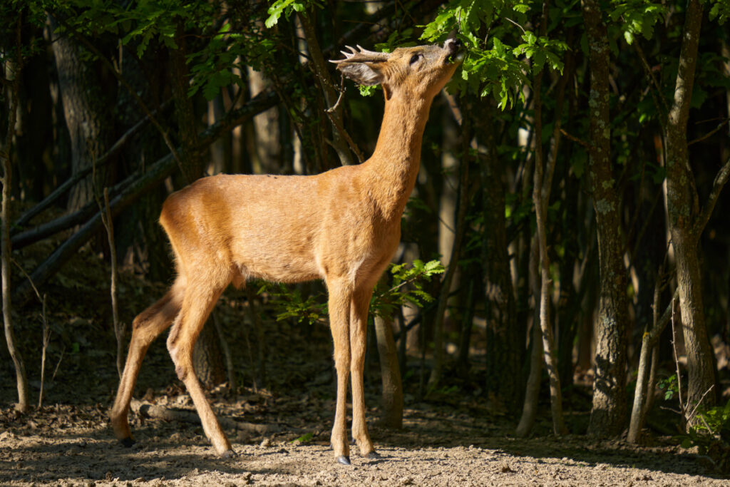 Brocard qui mange sur un arbre