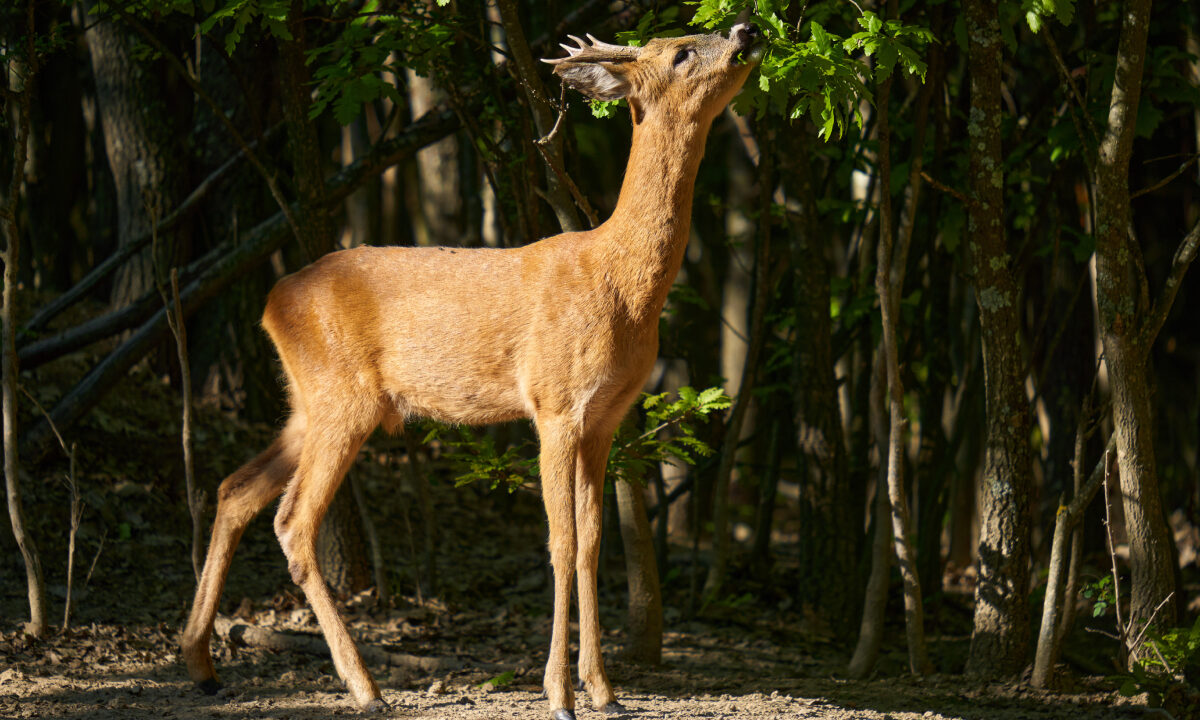 Brocard qui mange sur un arbre
