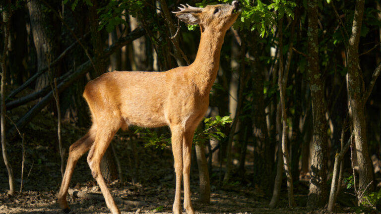 Brocard qui mange sur un arbre