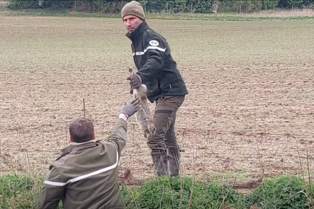 Capture de lapins par la FDC 59