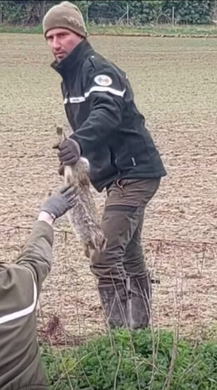Nord : quand les chasseurs capturent des lapins pour les réimplanter ailleurs