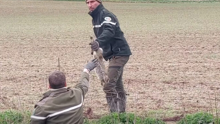Nord : quand les chasseurs capturent des lapins pour les réimplanter ailleurs
