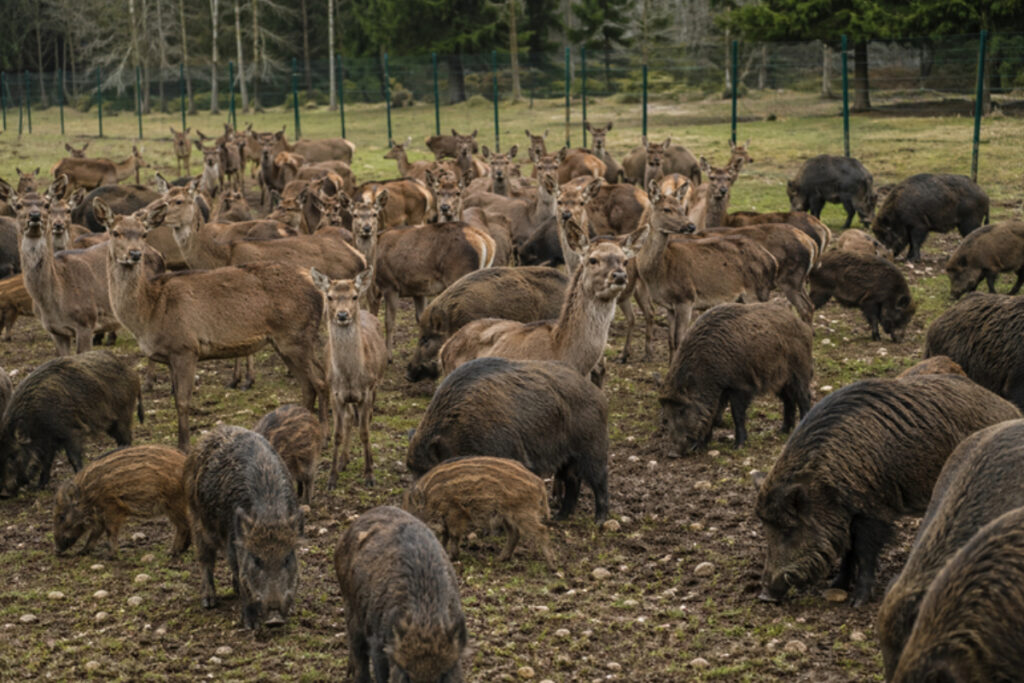 Cervidés et sangliers parc