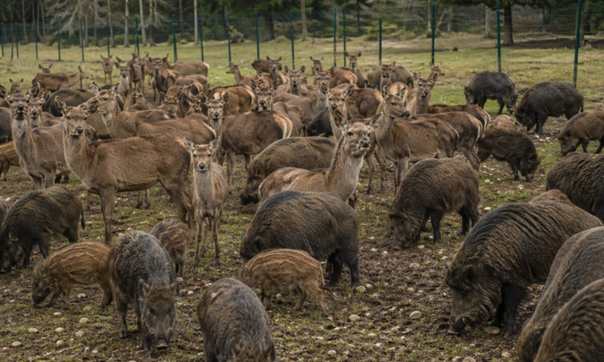 Cervidés et sangliers parc