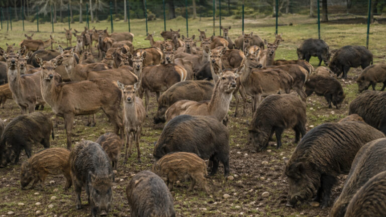 Dordogne : 160 cervidés et sangliers abattus dans un parc sur ordre de la préfecture