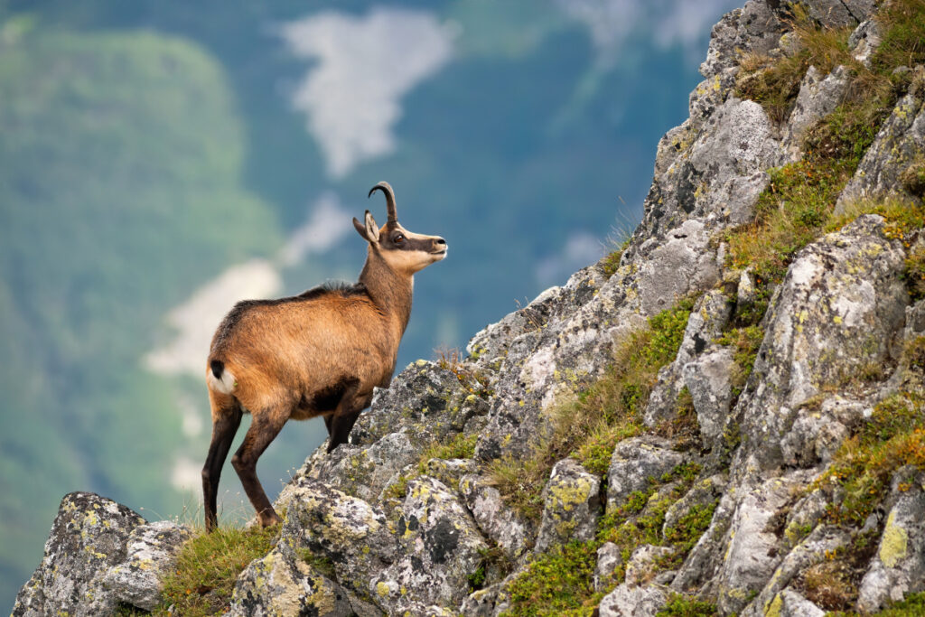 Chamois