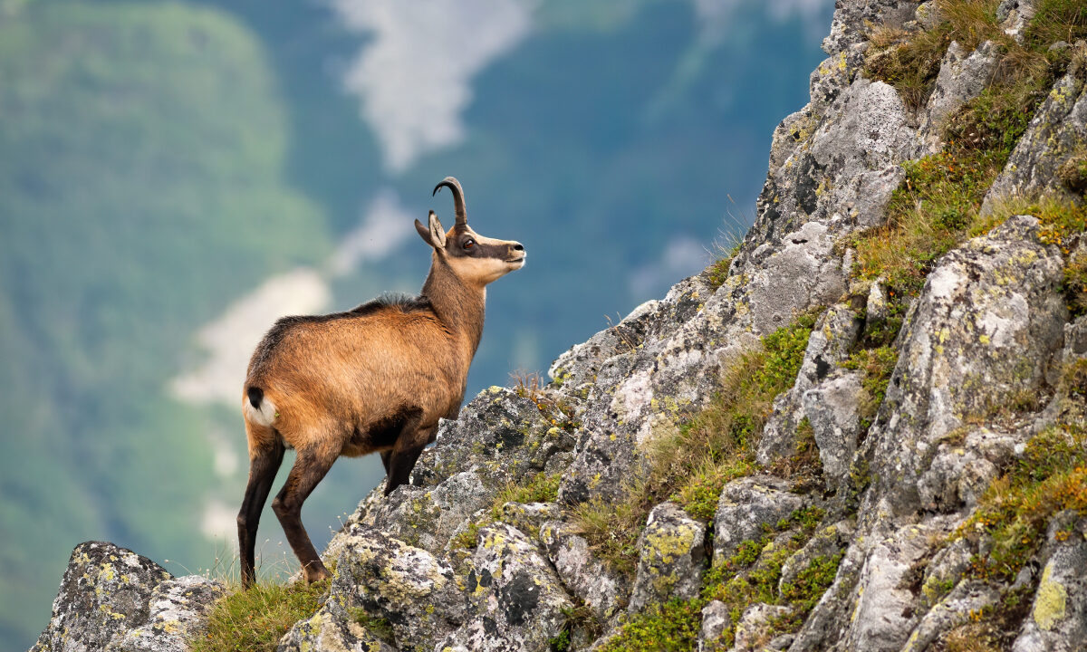 Chamois