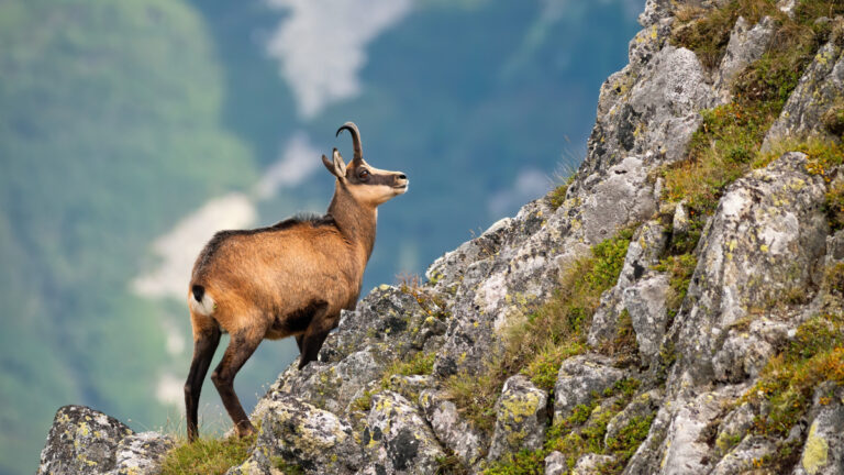 Comptage des chamois : les chasseurs au travail, l’ASPAS déjà vent debout