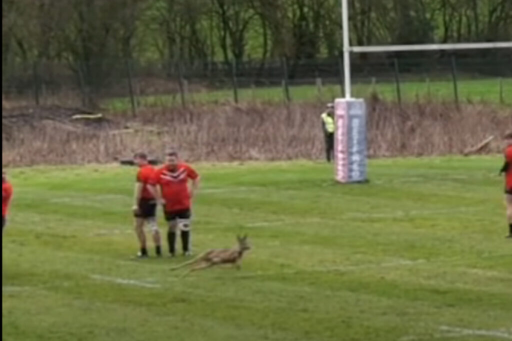 Chevreuil sur un terrain de rugby