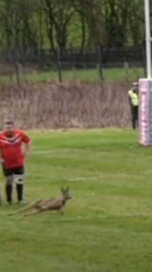 Un chevreuil déboule sur la pelouse en plein match de Rugby !