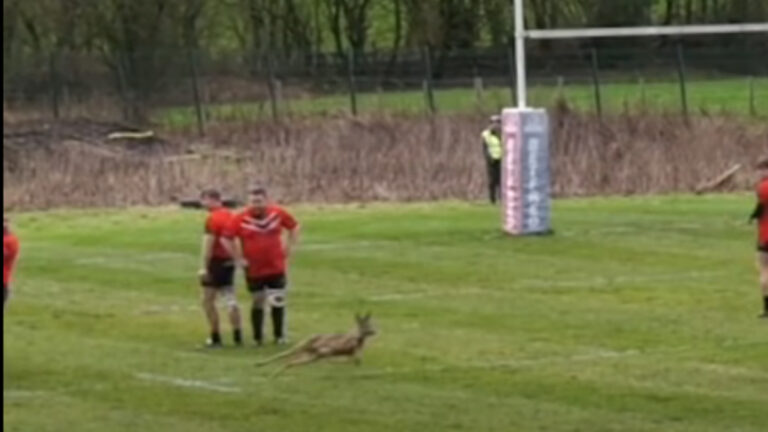 Un chevreuil déboule sur la pelouse en plein match de Rugby !