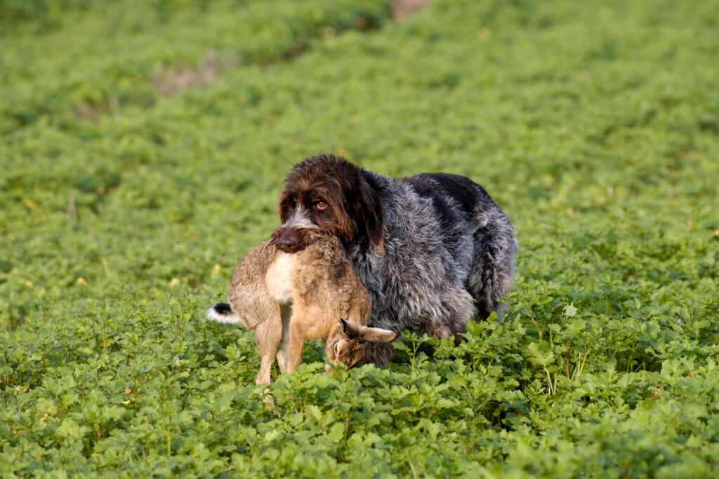 Chien lièvre