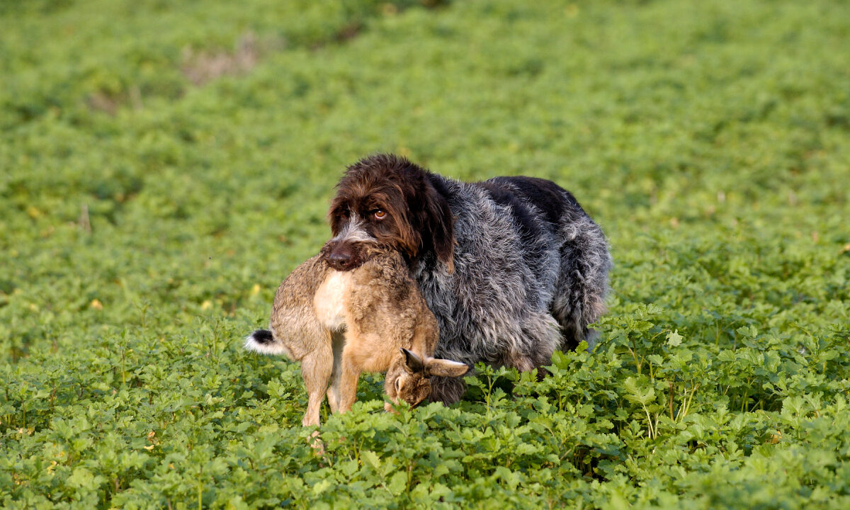 Chien lièvre