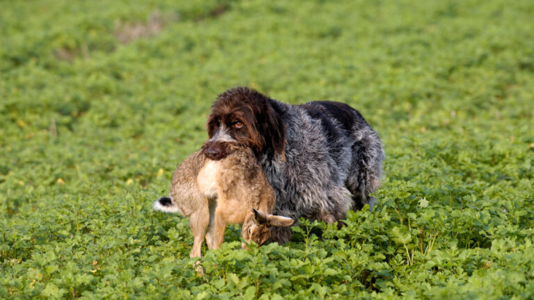 Eure-et-Loir : le petit gibier reste une passion pour un grand nombre de chasseurs