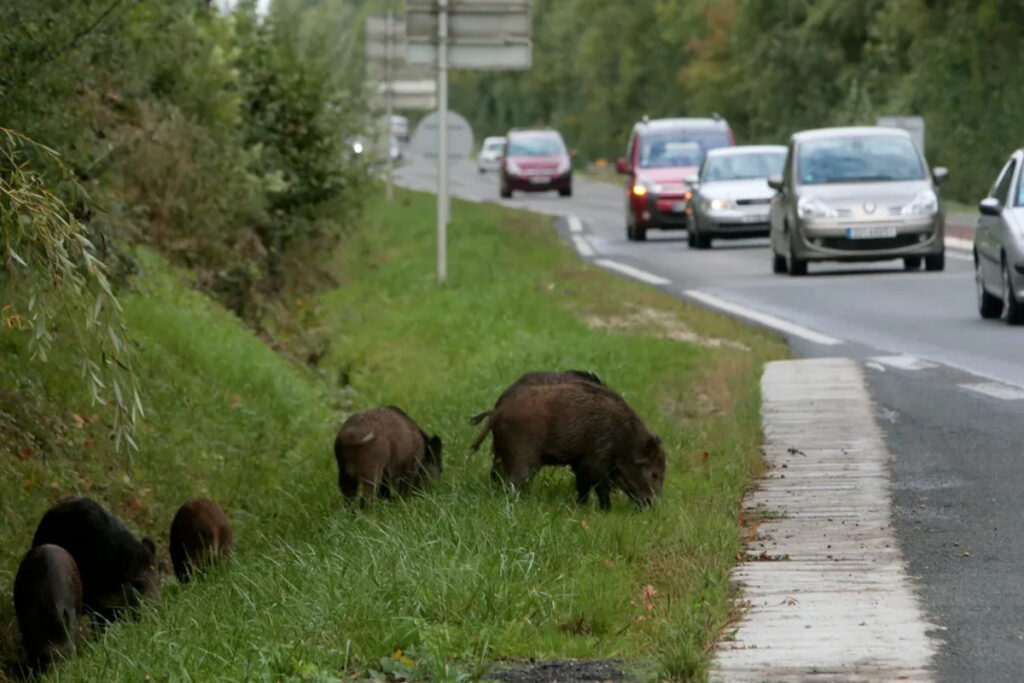 Compagnie de sangliers en bord de route