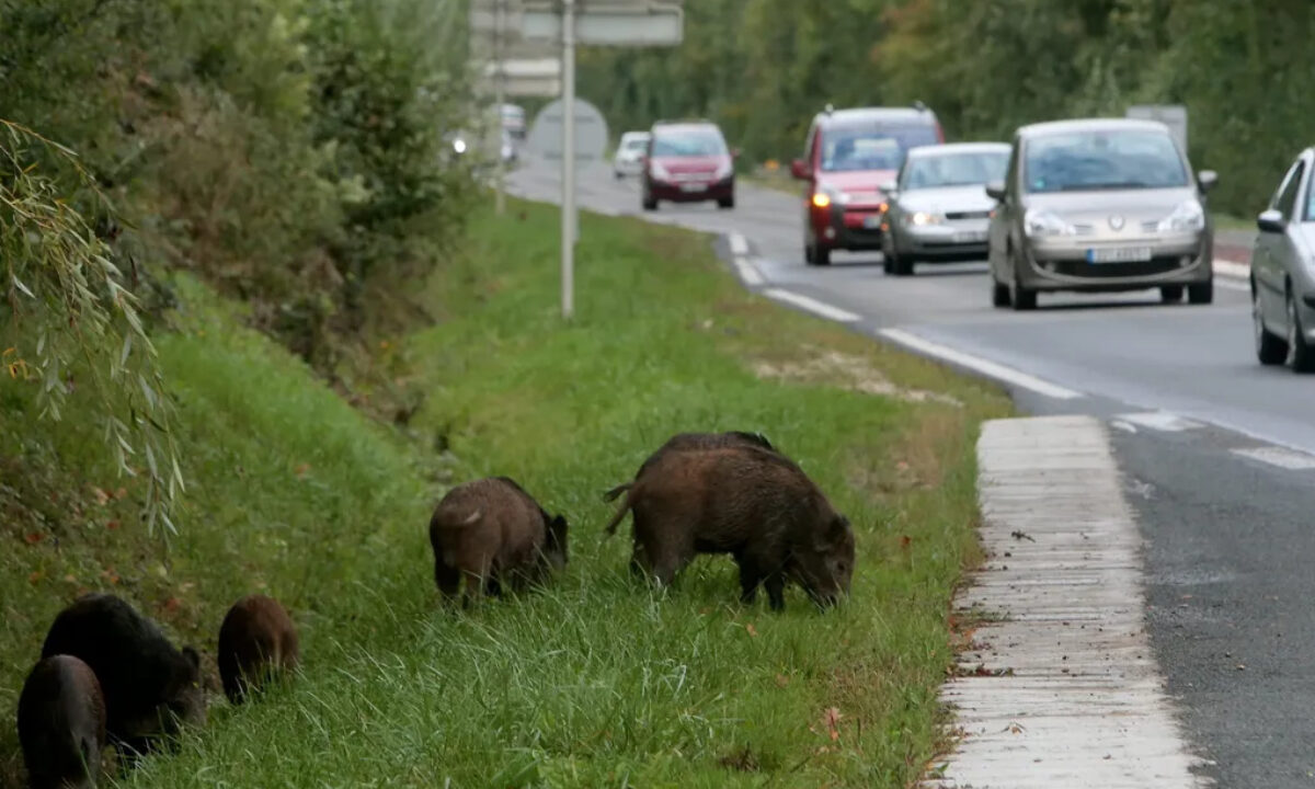Compagnie de sangliers en bord de route
