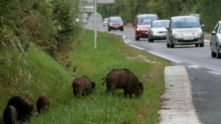 Collisions avec le gibier : un fléau national en forte hausse