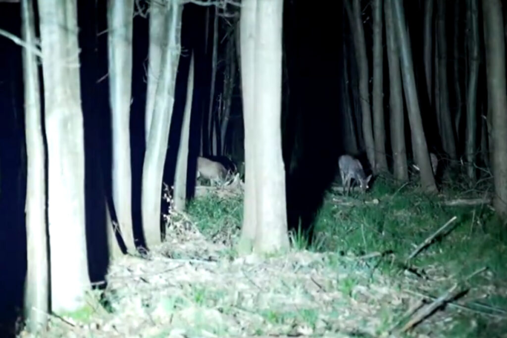 Comptage nocturne de cervidés