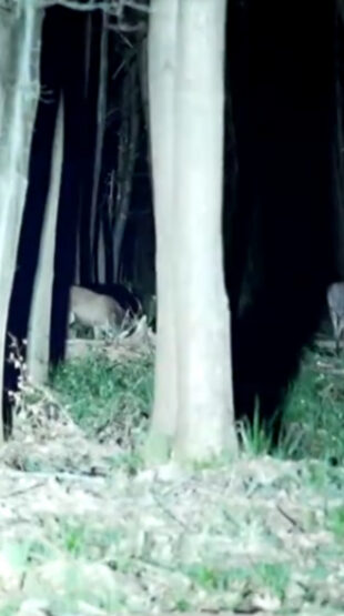 Forêt de Roumare : la nuit, ONF et chasseurs comptent les cervidés