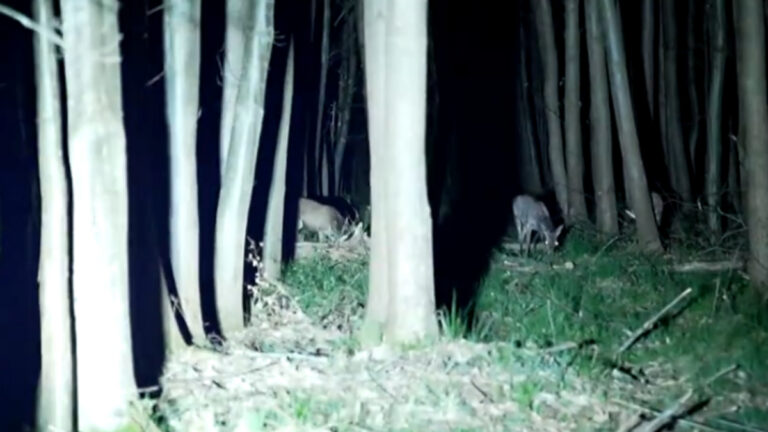 Forêt de Roumare : la nuit, ONF et chasseurs comptent les cervidés