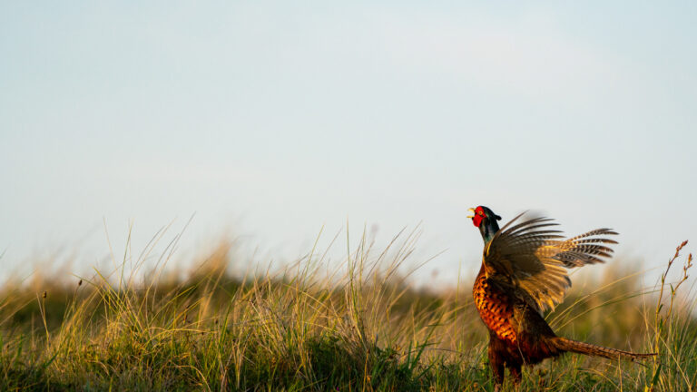 Faisan : 436 points d’écoute pour suivre les coqs dans le Cher