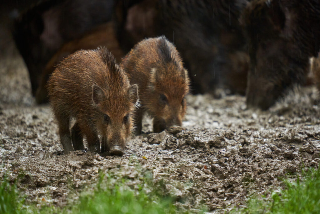 Dégâts sangliers