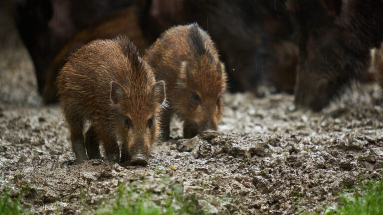 Indre-et-Loire : “Je reproche aux chasseurs de ne pas tuer assez”, le président assume !