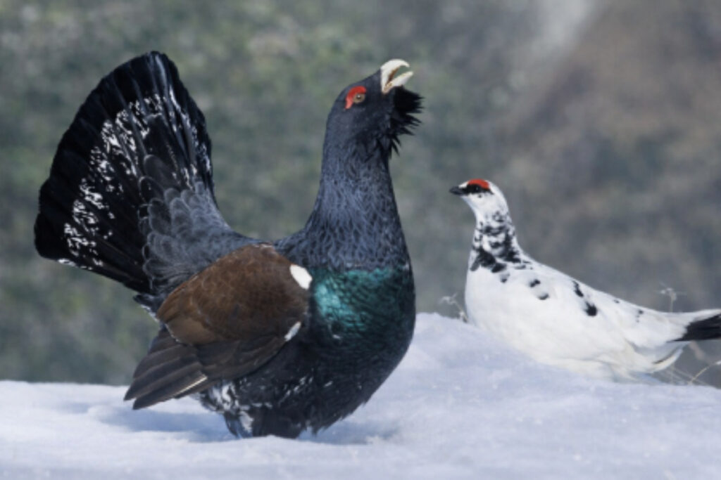 Grand tétras et lagopède alpin
