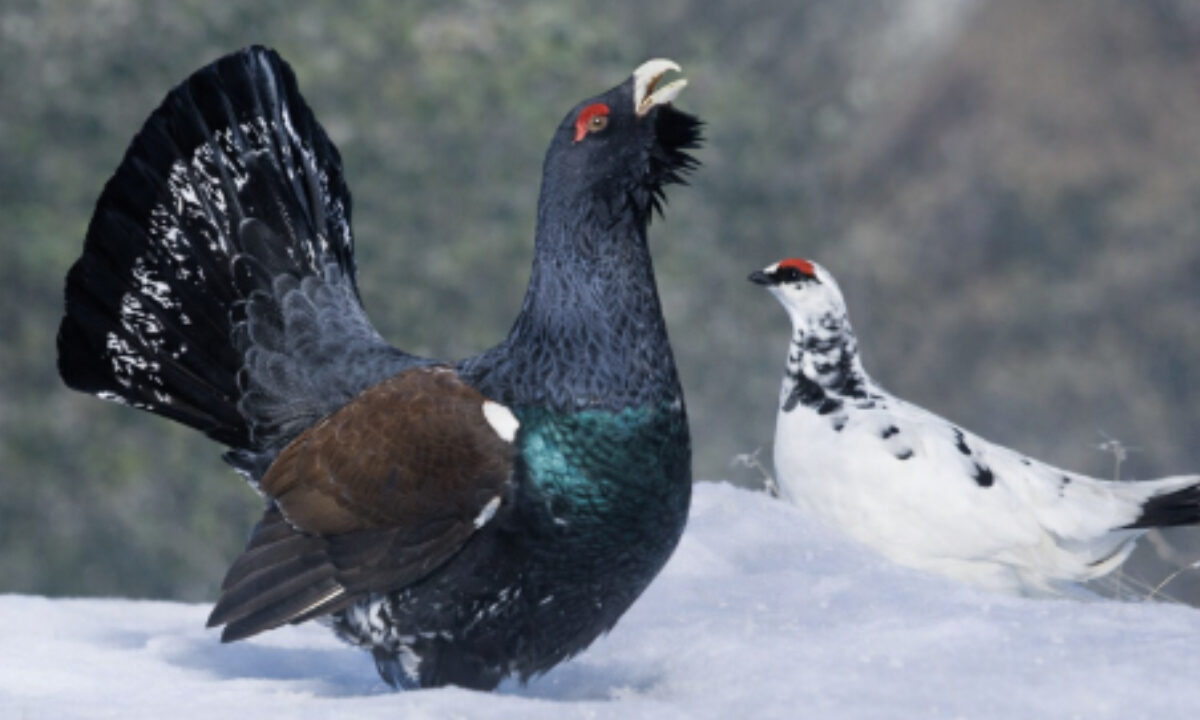 Grand tétras et lagopède alpin
