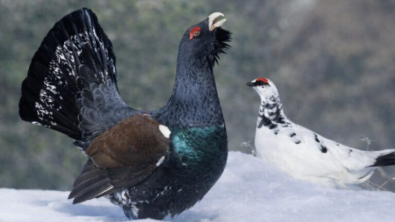 Grand tétras et lagopède exclus des espèces chassables : la colère de la FNC