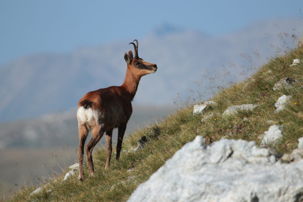 Isard des Pyrénées