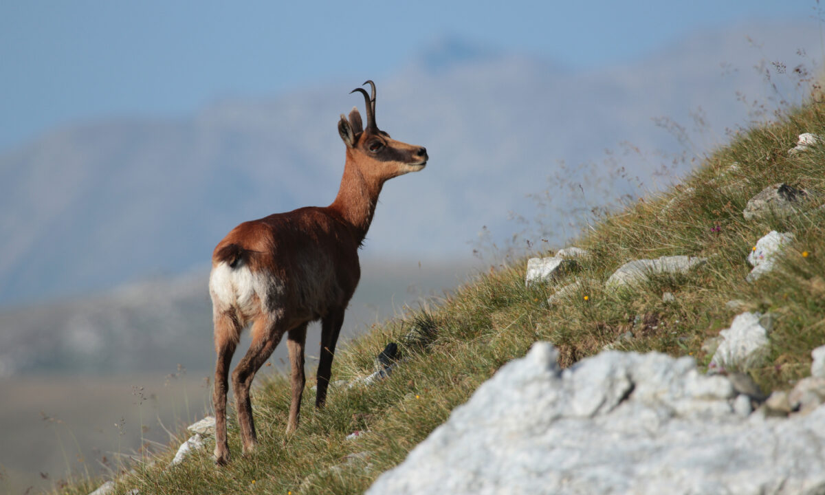 Isard des Pyrénées