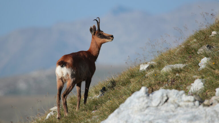Isards abattus en Ariège : la fédération des chasseurs fait condamner l’État