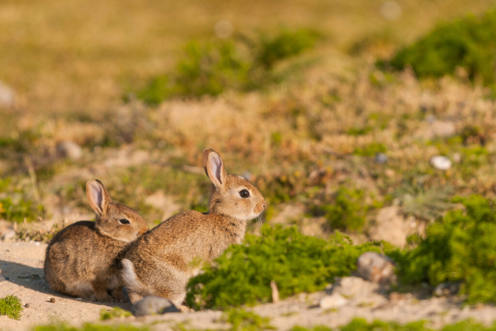 Lapins de garenne