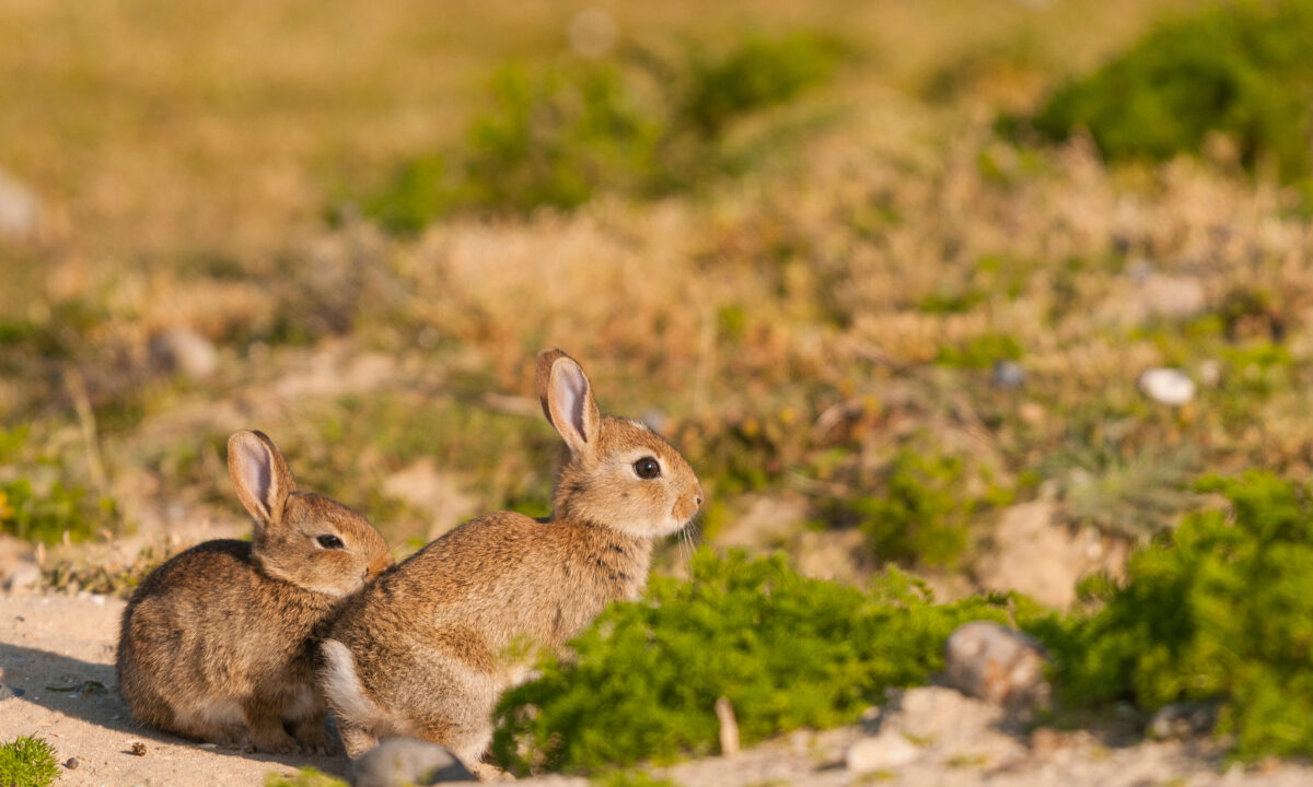Lapins de garenne