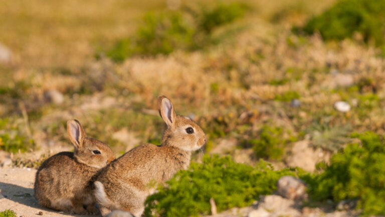 Lapins de garenne