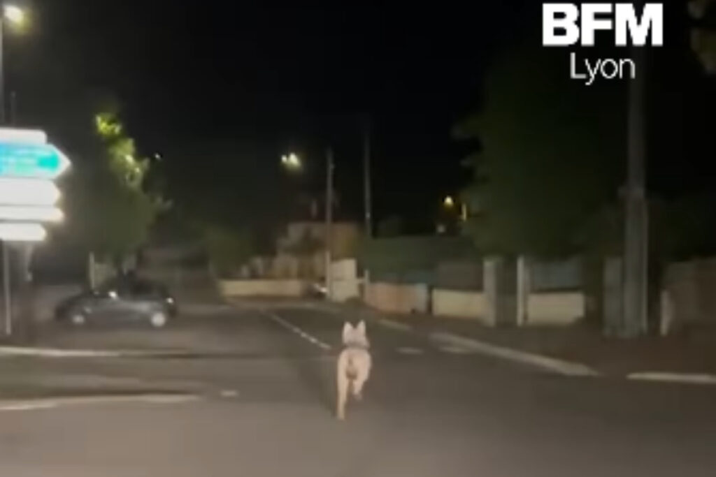 Loup filmé en centre-ville d'une commune de la région lyonnaise