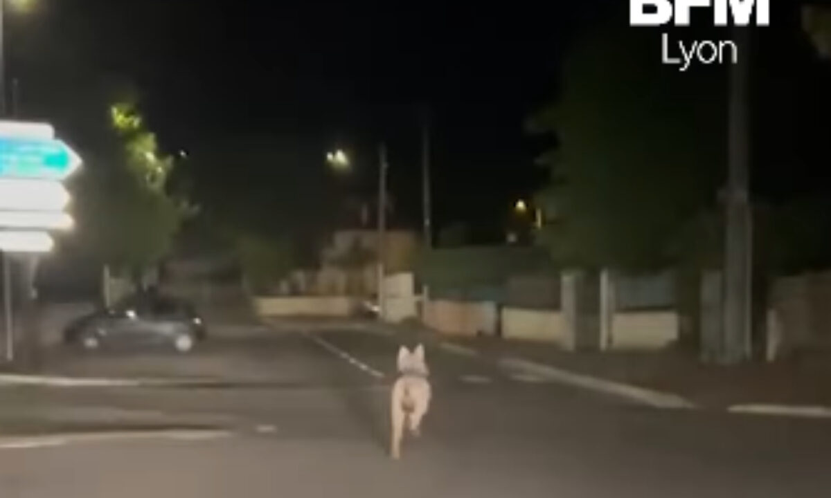 Loup filmé en centre-ville d'une commune de la région lyonnaise