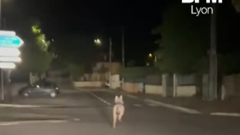 Un loup filmé en plein centre-ville dans la région Lyonnaise !