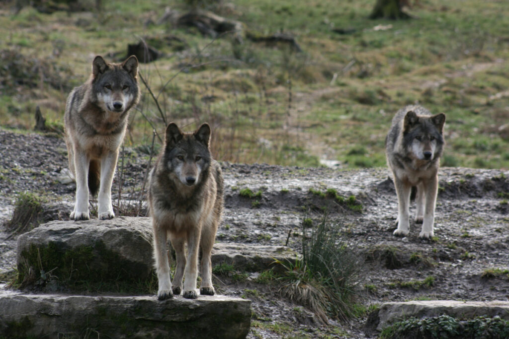 Loups gris