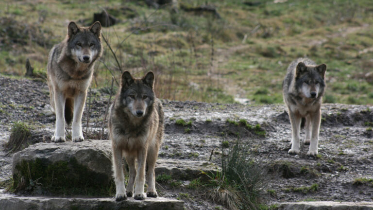 Italie : 18 loups retrouvés morts, la “cohabitation modèle” sérieusement écornée
